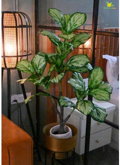 Blooming Floret Blooming Floret Artificial Dieffenbachia Honeydew 95 cm Tall Plant with Basic Black Pot Big Ornamental Plant for Interior DecorHome DecorOffice Decor 33 Leaves Natural Looking Indoor Plant  - Image 5