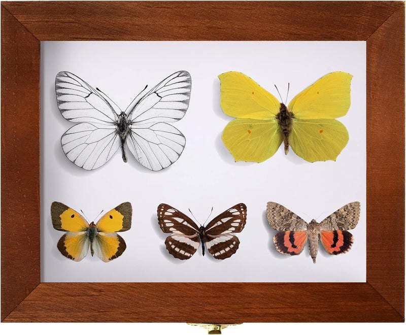 WILLBOND Insect Display Case Box Collection Box with Clear Top, EVA Foam Pinning Board and 100 Pieces Pins Insect Shadow Box Kit Entomology Supplies for Collecting Butterfly Specimen (Brown) - Image 4