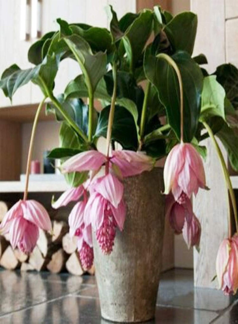 GGOOT 300Pcs Medinilla Magnifica Seeds Bonsai Flower Plant Home Garden Decor Garden Plant Seeds Medinilla Magnifica Seeds - Image 5