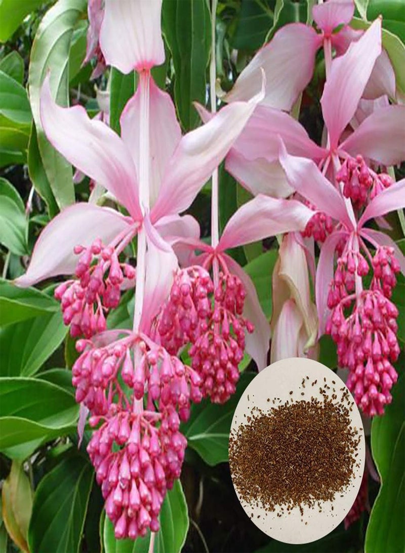 GGOOT 300Pcs Medinilla Magnifica Seeds Bonsai Flower Plant Home Garden Decor Garden Plant Seeds Medinilla Magnifica Seeds - Image 2