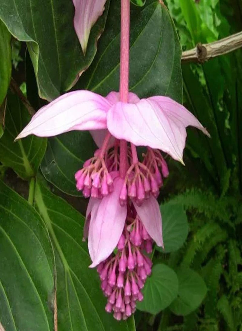GGOOT 300Pcs Medinilla Magnifica Seeds Bonsai Flower Plant Home Garden Decor Garden Plant Seeds Medinilla Magnifica Seeds - Image 1