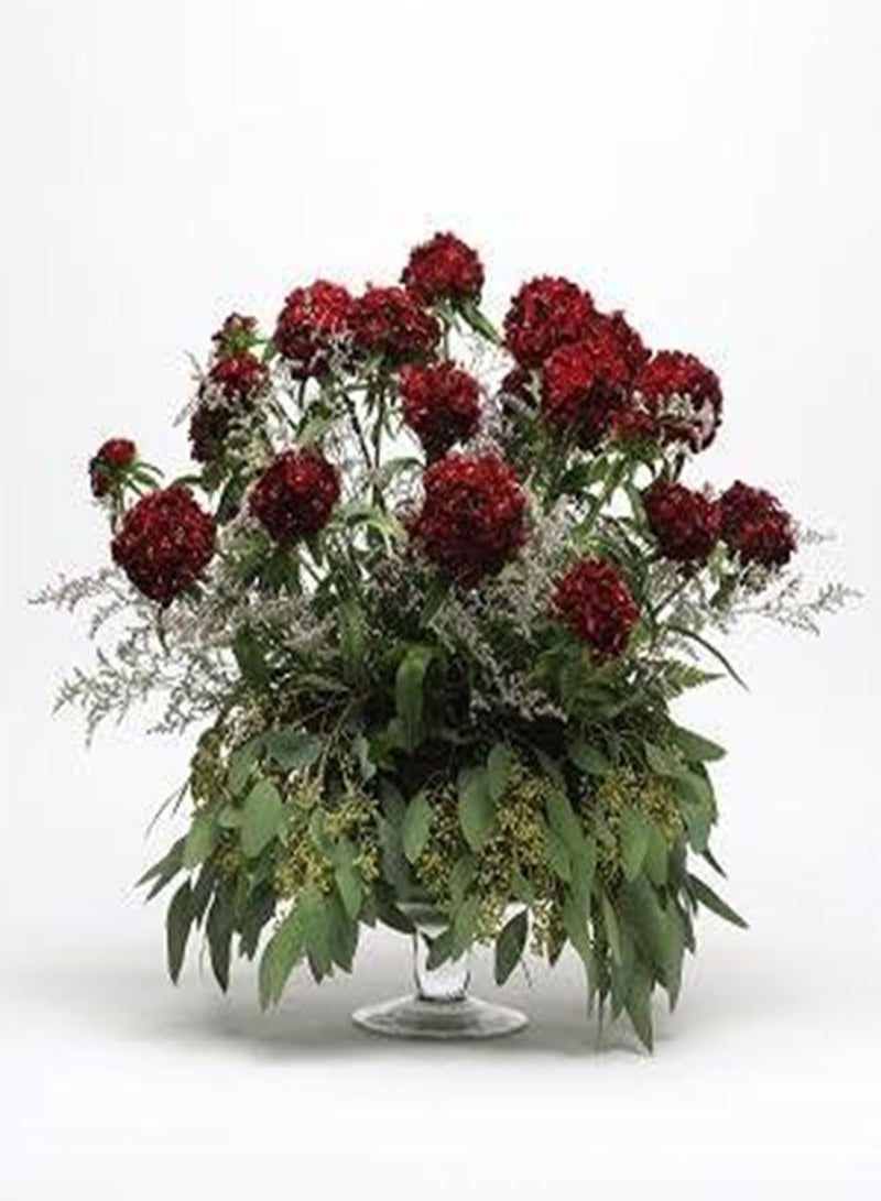 GGOOT Dianthus barbatus Sweet Black Cherry 100 Seeds