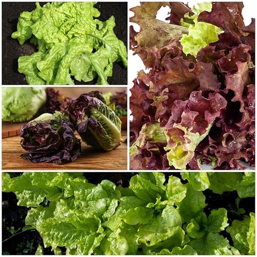 Seed Needs Lettuce Seeds for Planting - Non-GMO Heirloom & Untreated - Grow a Home Grown Outdoor Garden or an Indoor Hydroponics Garden - Homestead Sampler Kit (14 Packs) - Image 5