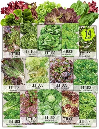 Seed Needs Lettuce Seeds for Planting - Non-GMO Heirloom & Untreated - Grow a Home Grown Outdoor Garden or an Indoor Hydroponics Garden - Homestead Sampler Kit (14 Packs) - Image 1