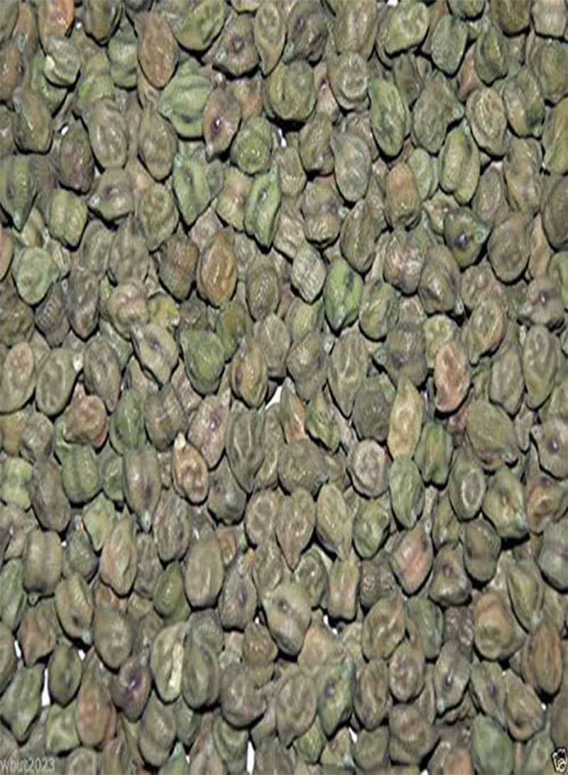 GGOOT GREEN Chick - 100 Plant Seeds,Green Chana or Hara Chana- EZ TO GROW ! - Image 1