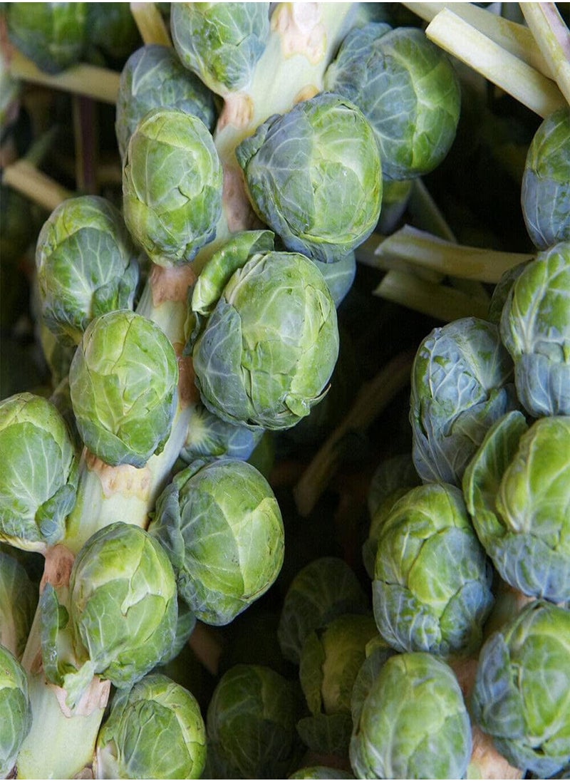 GGOOT Brussel Sprout Evesham Special 160 Finest Seeds Easy to Grow Garden Yard Patio 