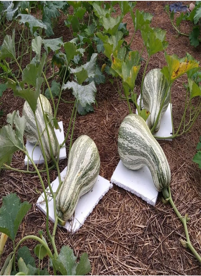 GGOOT Green Striped Cushaw Seeds - 60+ Count Packet - for 2024 Southern Kershaw Pumpkin Winter Squash Gourd Vegetable Seed  - Image 2