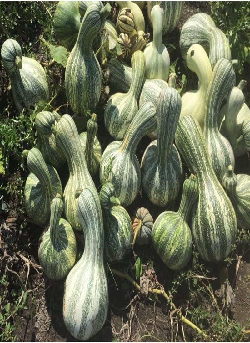 GGOOT Green Striped Cushaw Seeds - 60+ Count Packet - for 2024 Southern Kershaw Pumpkin Winter Squash Gourd Vegetable Seed  - Image 3