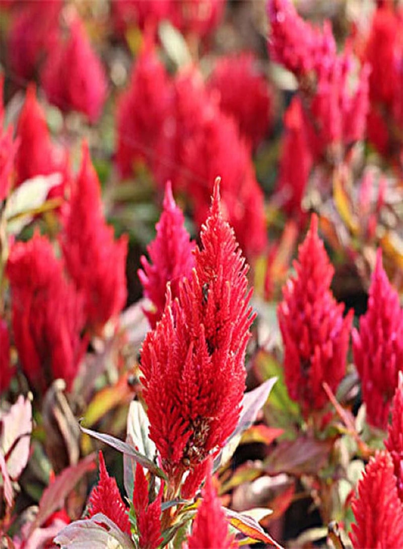 GGOOT 100Pcs Celosia Seeds Energetic Red Colors Flower Refreshing Aroma Simple Planting Courtyard Indoor Best Choice Loved by People - Image 1
