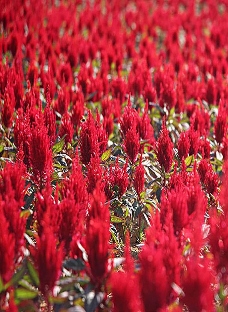 GGOOT 100Pcs Celosia Seeds Energetic Red Colors Flower Refreshing Aroma Simple Planting Courtyard Indoor Best Choice Loved by People - Image 2