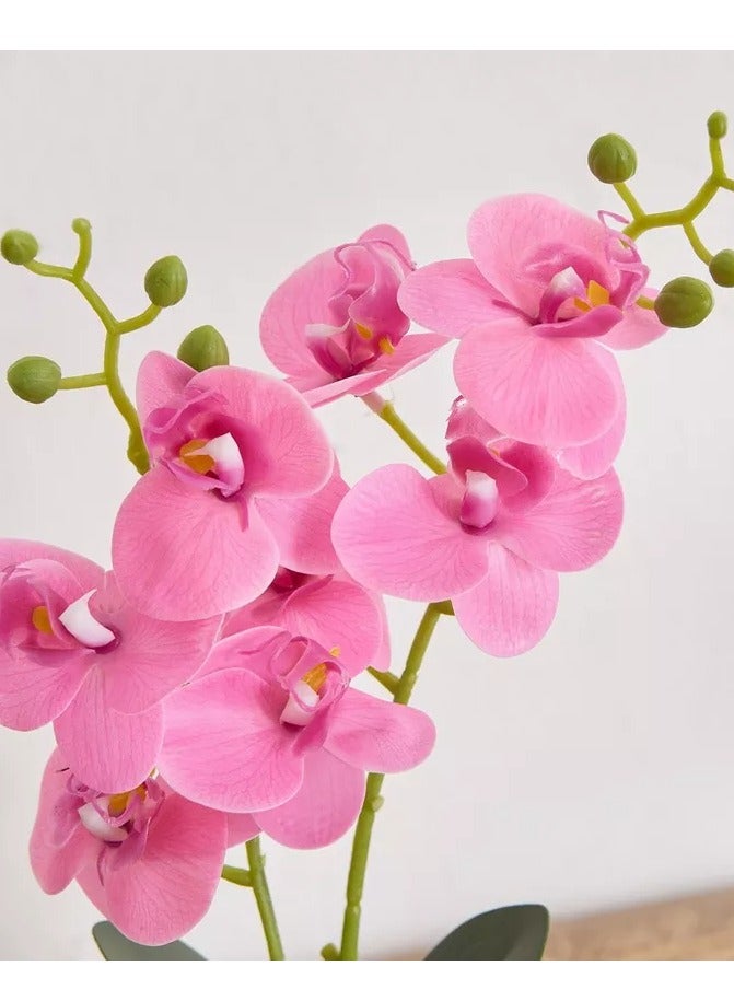 هوم بوكس نبات زهرة الأوركيد سيلو في وعاء زجاجي وحصى - 10x10x32 سم - Image 2