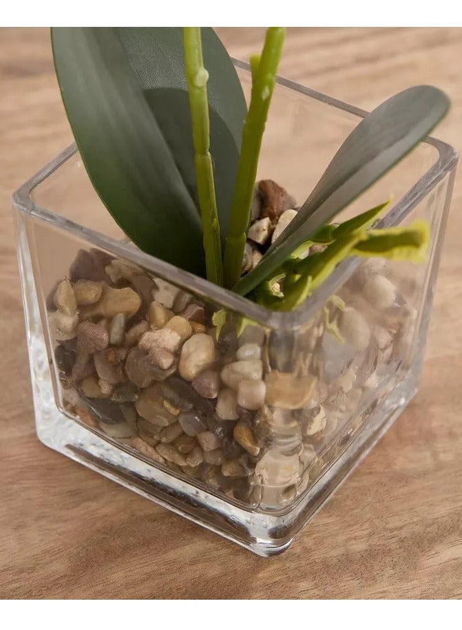 هوم بوكس نبات زهرة الأوركيد سيلو في وعاء زجاجي وحصى - 10x10x32 سم - Image 3