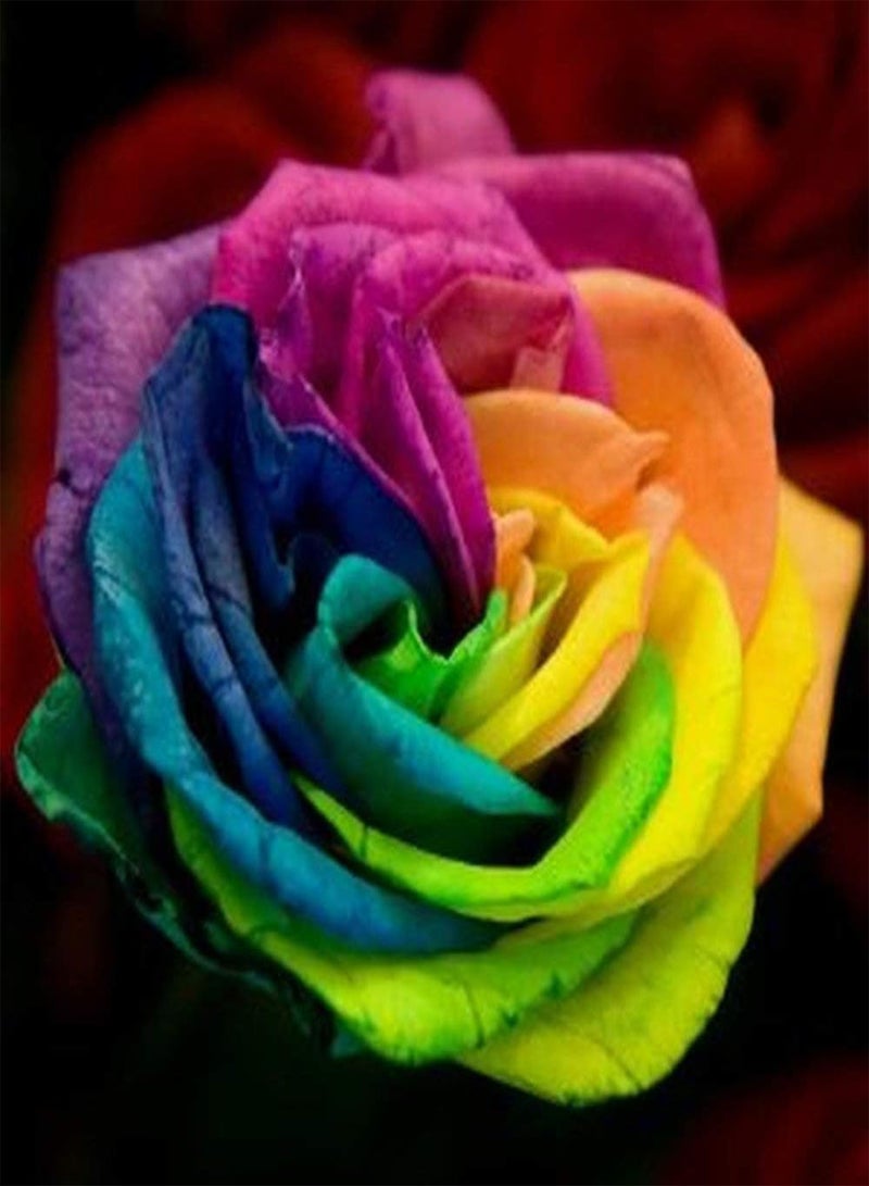 GGOOT 30pcs Rose Seeds Rainbow Rose Multiple Mixed Colors Spectacular Courtyard Landscape Easy to Cultivate and Low Maintenance Suitable for Beginner Garden Planting - Image 1