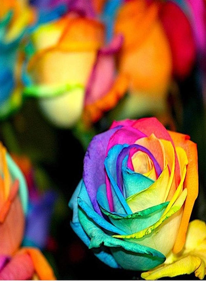GGOOT 30pcs Rose Seeds Rainbow Rose Multiple Mixed Colors Spectacular Courtyard Landscape Easy to Cultivate and Low Maintenance Suitable for Beginner Garden Planting - Image 3