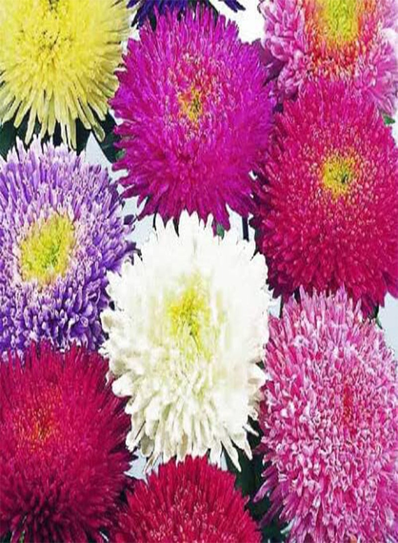 GGOOT Aster Powder Puff Mixed Colors Callistephus Chinensis (PKD) - 150 Bulk Seeds