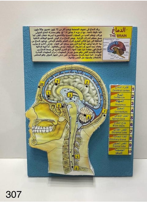 The brain model 3D school project AR