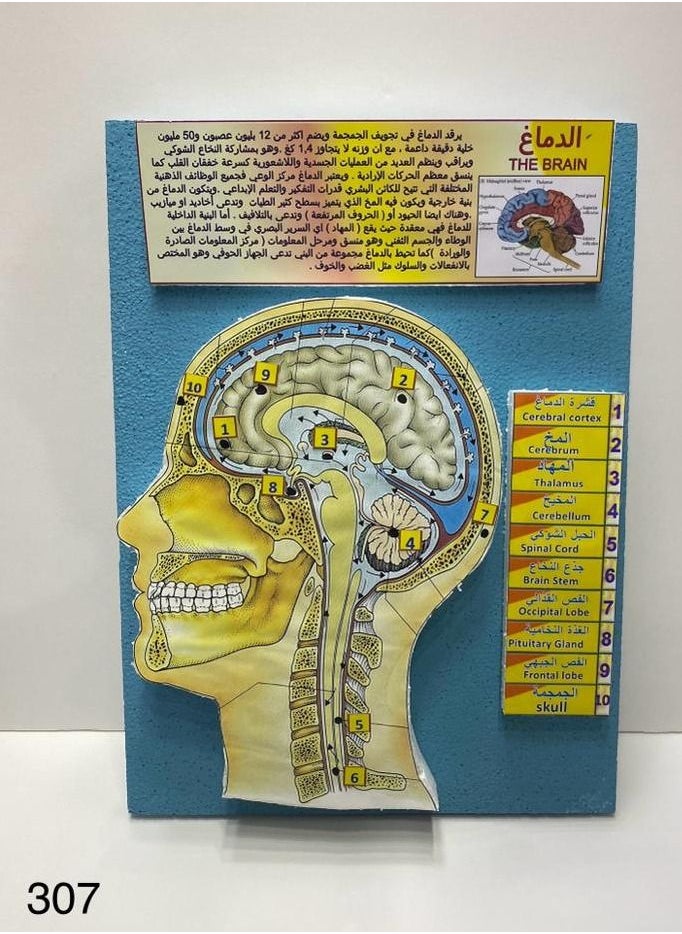 The brain model 3D school project AR