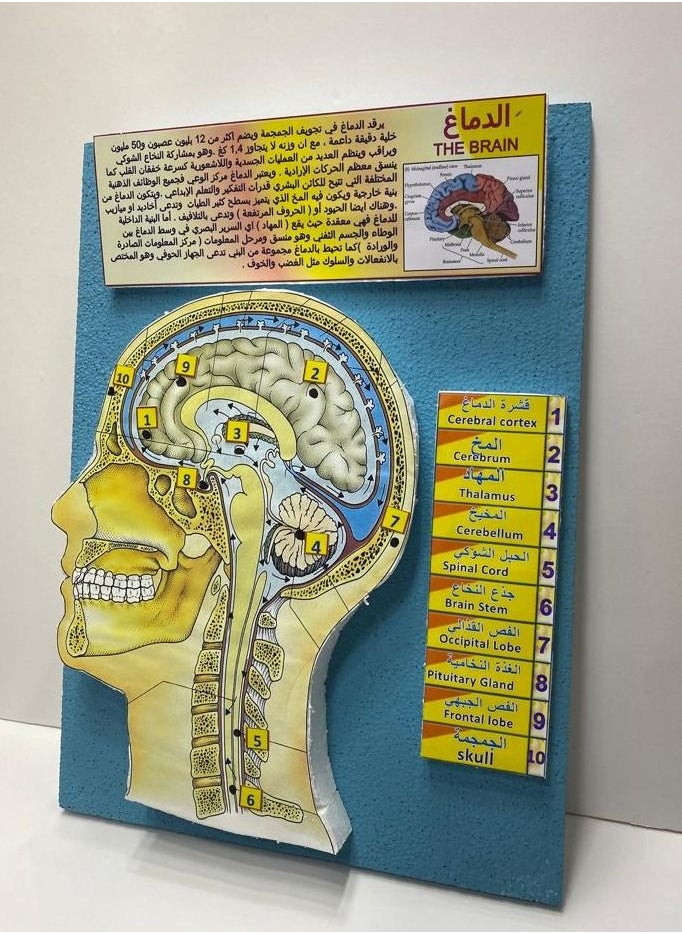 The brain model 3D school project AR