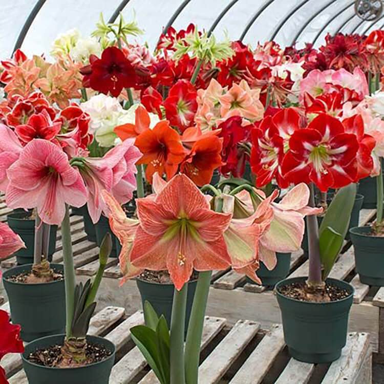 udanta Live Green Amaryllis Jumbo Imported Big Size Excellent Quality pack of 2, Multicolour, (BLLB0X14) - Image 2
