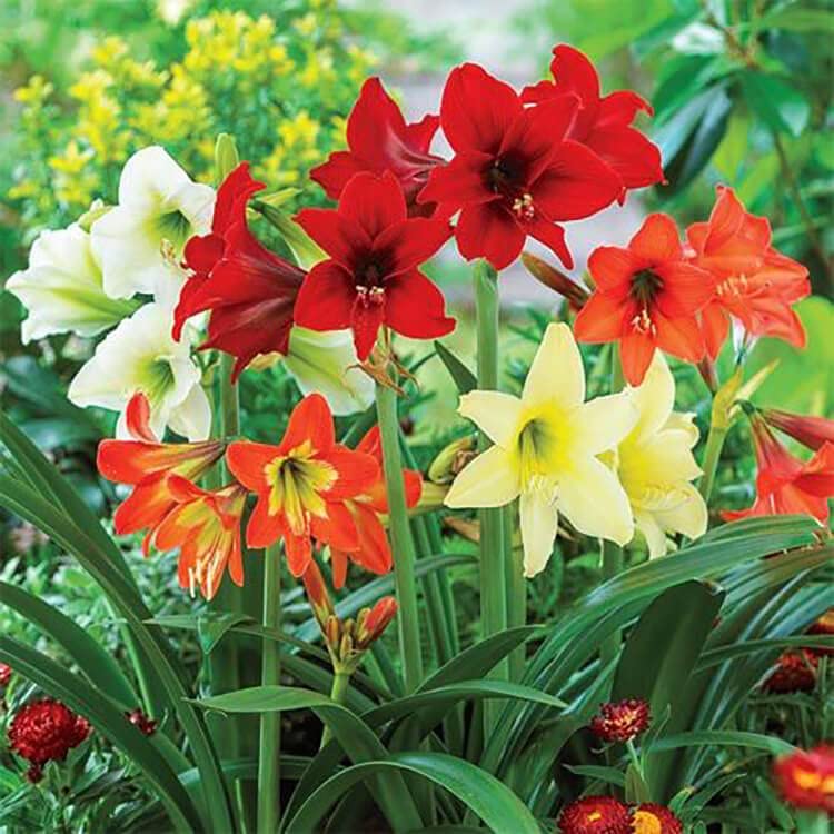 udanta Live Green Amaryllis Jumbo Imported Big Size Excellent Quality pack of 2, Multicolour, (BLLB0X14) - Image 5