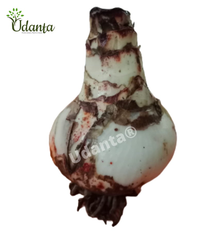 udanta Live Green Amaryllis Jumbo Imported Big Size Excellent Quality pack of 2, Multicolour, (BLLB0X14) - Image 3