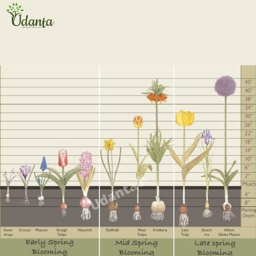 udanta Live Green Amaryllis Jumbo Imported Big Size Excellent Quality pack of 2, Multicolour, (BLLB0X14) - Image 4
