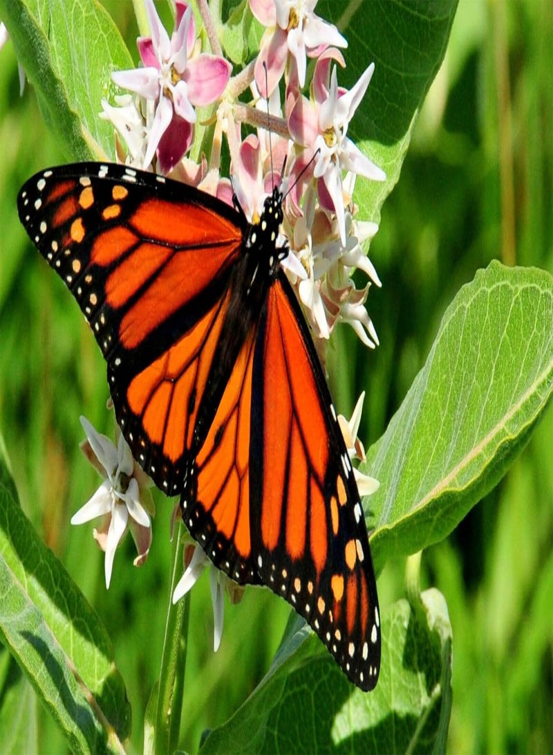 GGOOT Showy Milkweed 20 Seeds by  - Asclepias speciosa Canada Native Wild Flower Milk Weed, Host Plant for Monarch Caterpillar and Butterfly - Image 2
