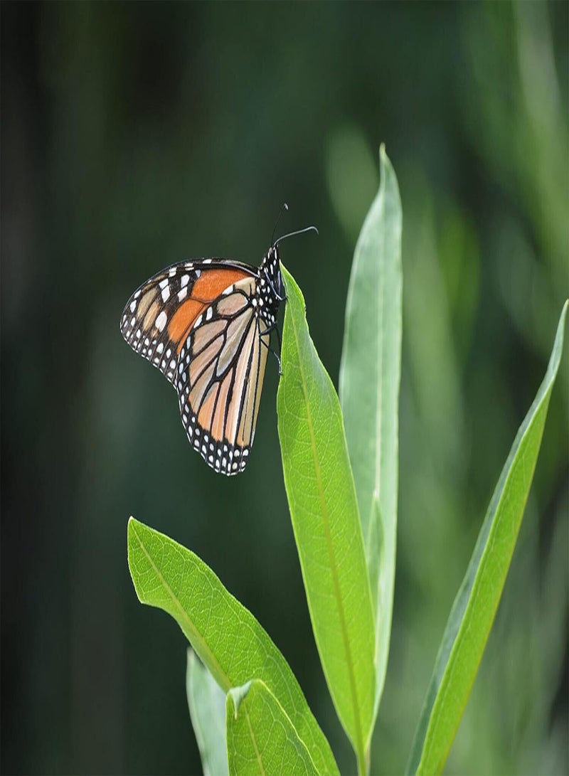 GGOOT Showy Milkweed 20 Seeds by  - Asclepias speciosa Canada Native Wild Flower Milk Weed, Host Plant for Monarch Caterpillar and Butterfly - Image 3