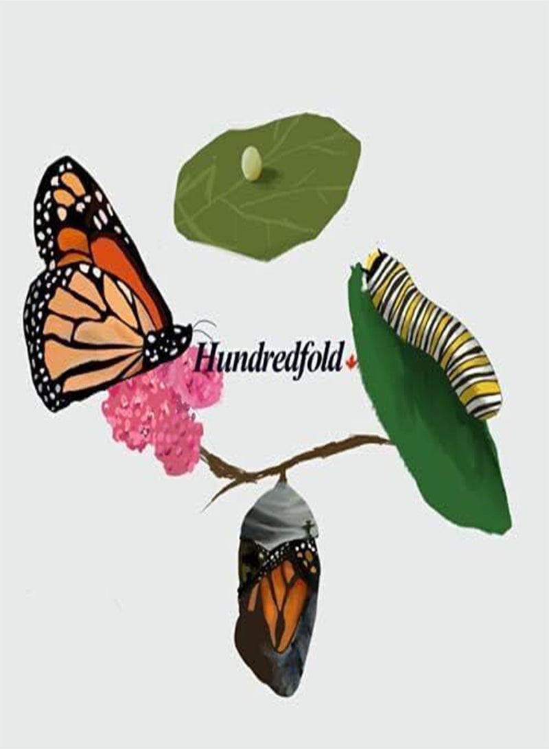 GGOOT Showy Milkweed 20 Seeds by  - Asclepias speciosa Canada Native Wild Flower Milk Weed, Host Plant for Monarch Caterpillar and Butterfly - Image 5