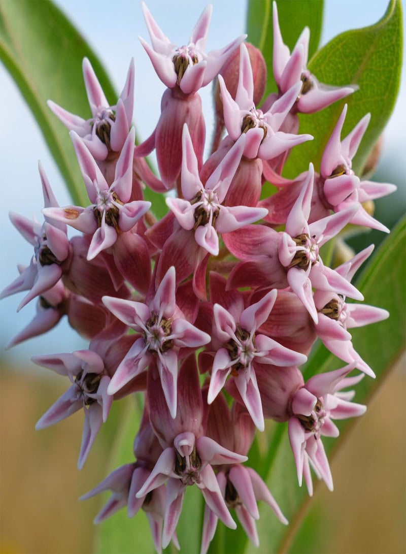 GGOOT Showy Milkweed 20 Seeds by  - Asclepias speciosa Canada Native Wild Flower Milk Weed, Host Plant for Monarch Caterpillar and Butterfly - Image 1