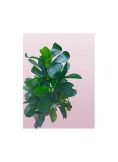 Generic Artificial plants that look natural, giving a natural beauty to the place. Suitable for homes, hotels, companies, cafes, schools and nurseries. 