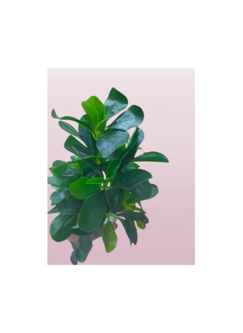 Artificial plants that look natural, giving a natural beauty to the place. Suitable for homes, hotels, companies, cafes, schools and nurseries.