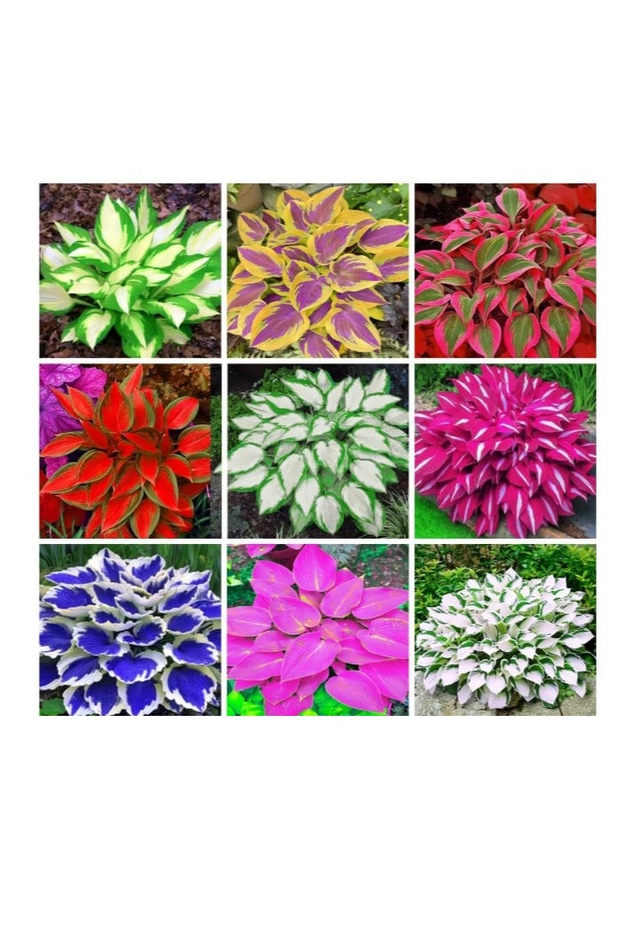 200pcs Rainbow Coleus Seeds for Home Flower Pots - Create a Colorful Oasis, Vibrant Blend Ideal for Planting - Elevate Your Garden with Colors
