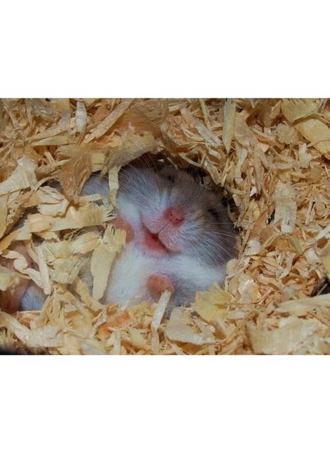 450grm Natural Wood Shaving Bedding for Hamster, Dwarf, Mice, Gerbil, Rabbit and Guinea Pig