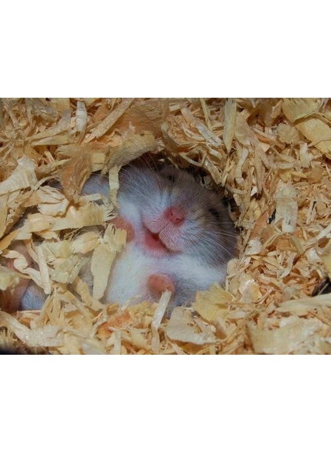 Sage Square 450grm Natural Wood Shaving Bedding for Hamster, Dwarf, Mice, Gerbil, Rabbit and Guinea Pig  - Image 1