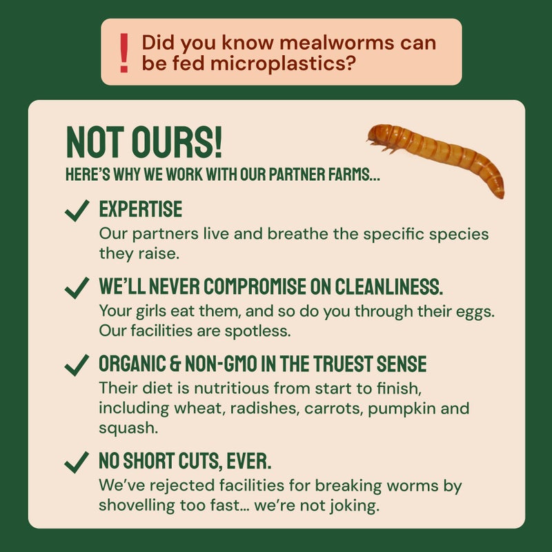 Hatortempt Bulk Dried Mealworms - 10 Lb Bag - Non-GMO Dried Mealworms for Chickens, Ducks & Wild Birds - High-Protein Chicken Feed & Bird Food - Image 5