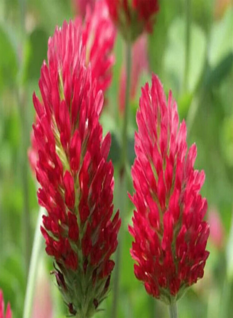GGOOT 100 Seeds of Wild Italian Crimson Red Clover Seeds Flowering Herb Green Manure to Grow UK 