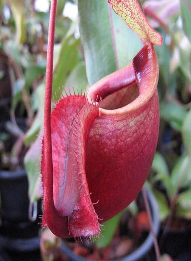 GGOOT 50Pcs/Bag Nepenthes Seeds,Decorative Tropical with Pouch Carnivorous Plants Seeds for Home Planting Garden Yard Outdoor Rose Red Nepenthes Seeds - Image 1