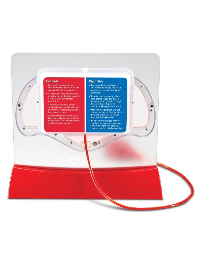 ليرننج ريسورسز نموذج ضخ القلب من Learning Resources، لعبة تعليمية تفاعلية لتشريح الإنسان، توضح تدفق الدم وتبادل الأكسجين، تتضمن 10 عبوات صبغ ودليل أنشطة، مجموعة تعليمية علمية للأعمار من 8 سنوات فما فوق - Image 3