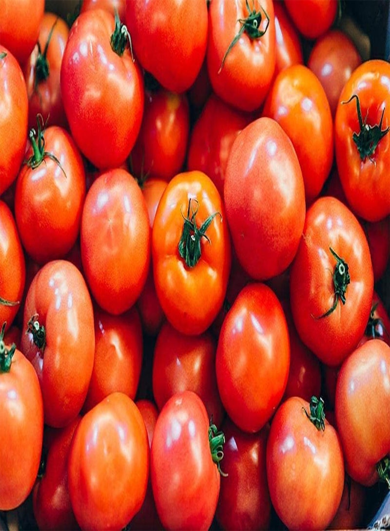 GGOOT Tomato Rutgers (Lycopersicon lycopersicum) 100PCS Seeds for Planting, Heirloom Slicer, Rutgers NJAES, 'Ramapo' Tomatoes, Jersey Tomato, Open Pollinated, Heirloom, Non GMO, Vegetable Garden - Image 2