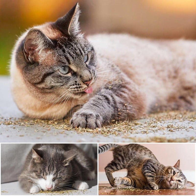 TZL Gulf mainstream practical design Natural Dried Catnip, Premium Cat Nip for Indoor Cats, Use for Refillable Catnip Toys for Cat Play, Training 40g Wear resistant - Image 5