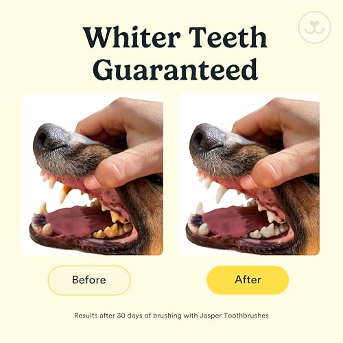 Jasper Dog Toothbrush, 360 Dog Tooth Brushing Kit, Finger Toothbrush, Cat Tooth Brush, Teeth Cleaning, Pet Tooth Brush for Small & Large Pets, Pet Toothpaste Not Included, 4-Pack Clear - Image 3