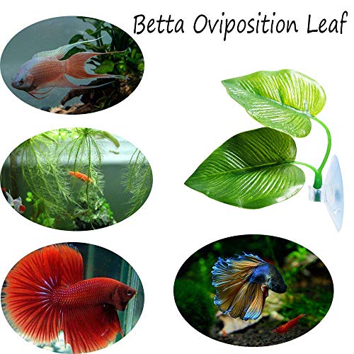 CousDUoBe 2 Pack Betta Fish Leaf Pad Improves Betta's Health by Simulating The Natural Habitat - Natural, Organic, Comfortable Rest Area for Fish Aquarium Ornaments - Image 4