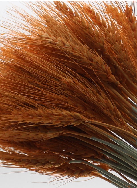 Dry wheat for decoration