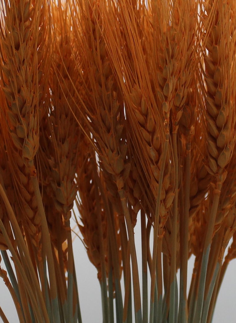 فانسي فلورز حزمة سيقان قمح مجفف فانسي – طبيعي وملون، زهور مجففة ديكور للمزهريات والديكور المنزلي - Image 5