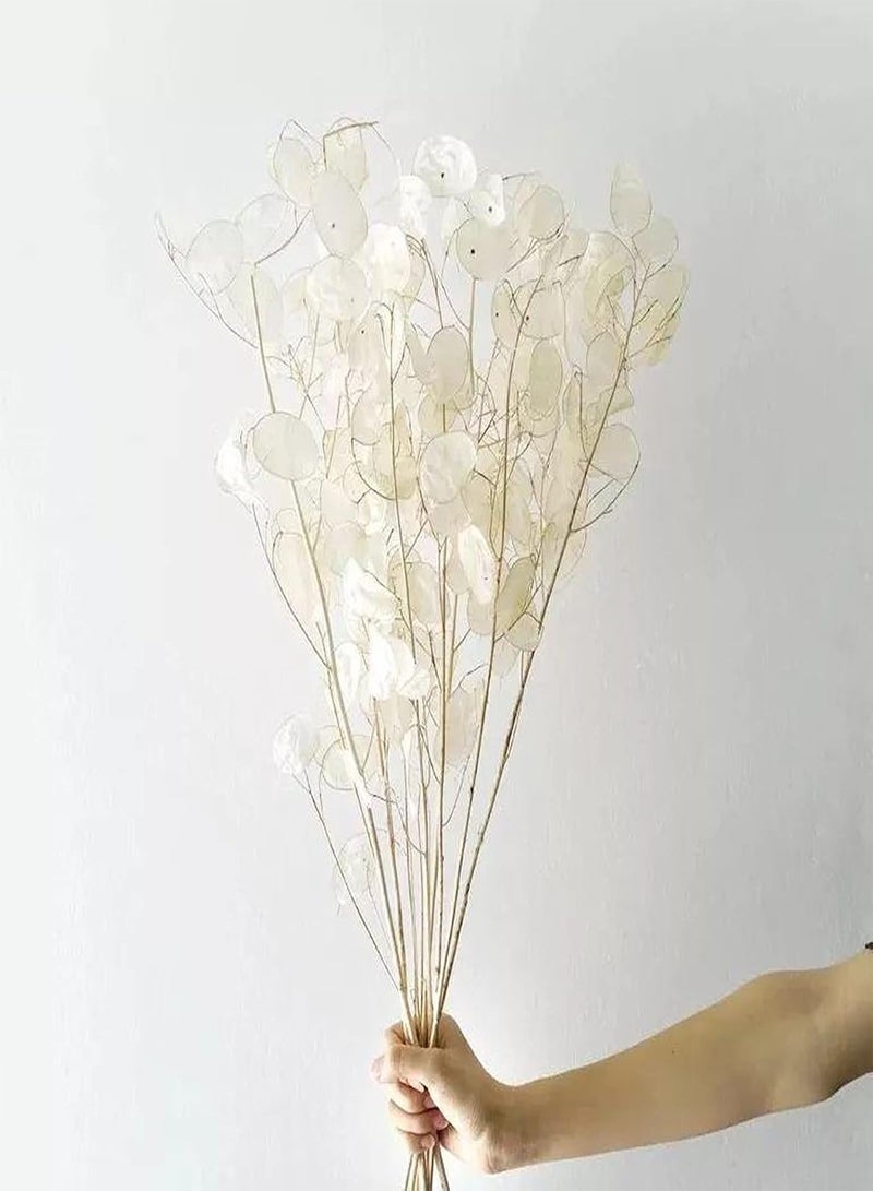 جي جوت 20 قطعة من بذور الزهور الفاخرة، بذور Lunaria Annua قابلة للنمو عالية الإنبات، شتلات مزهرة للحديقة الخلفية باللون الأبيض - Image 4