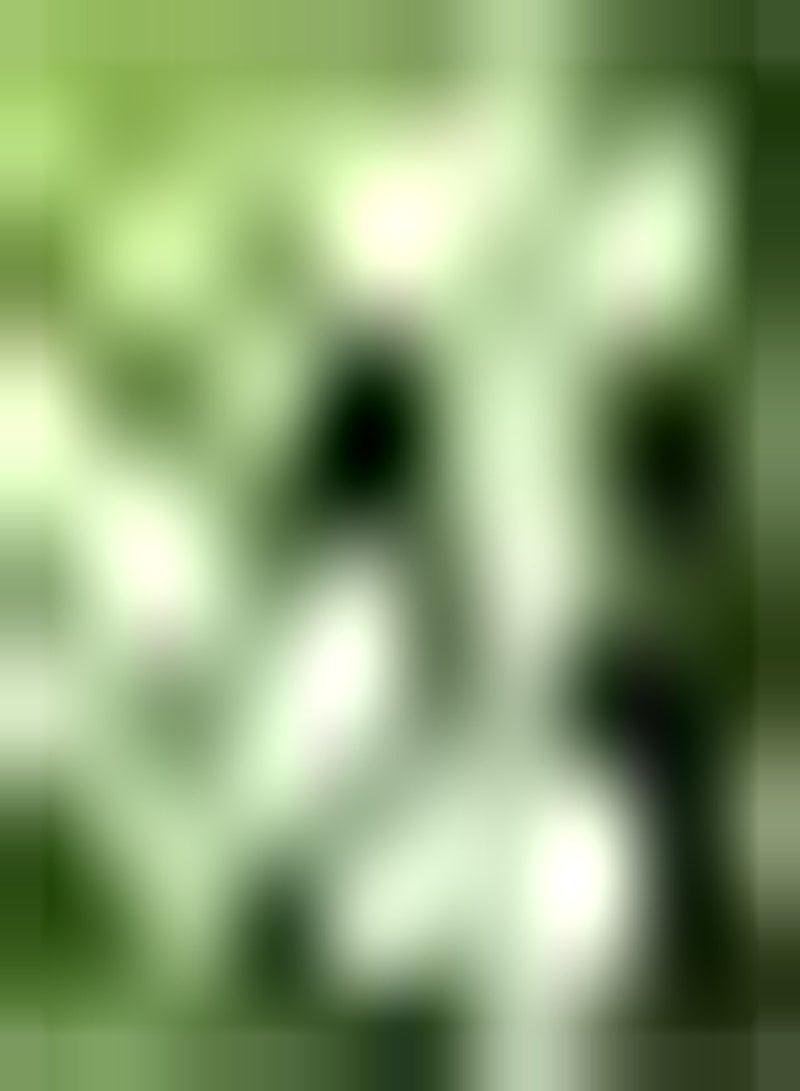 GGOOT 100Stück Moringa Samen Immergrüne Bäume haben einen wirtschaftlichen Wert und einen dekorativen Wert der Zum Pflanzen in Gartengrünflächen geeignet ist - Image 2