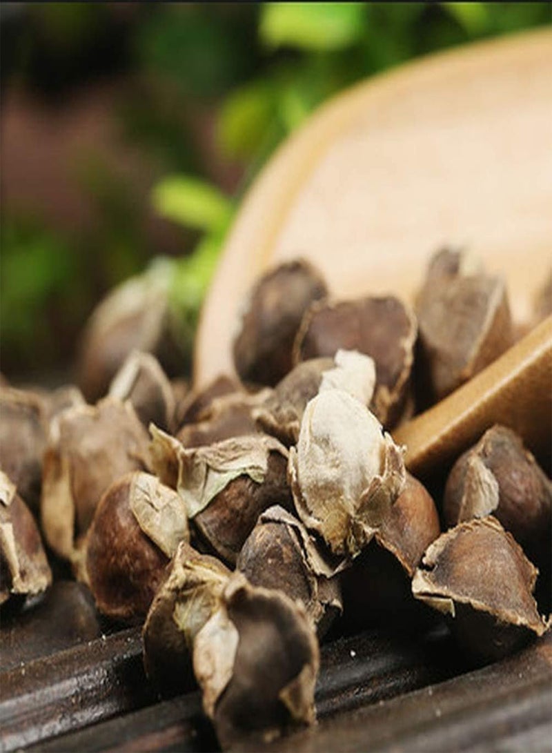 GGOOT 100Stück Moringa Samen Immergrüne Bäume haben einen wirtschaftlichen Wert und einen dekorativen Wert der Zum Pflanzen in Gartengrünflächen geeignet ist - Image 1