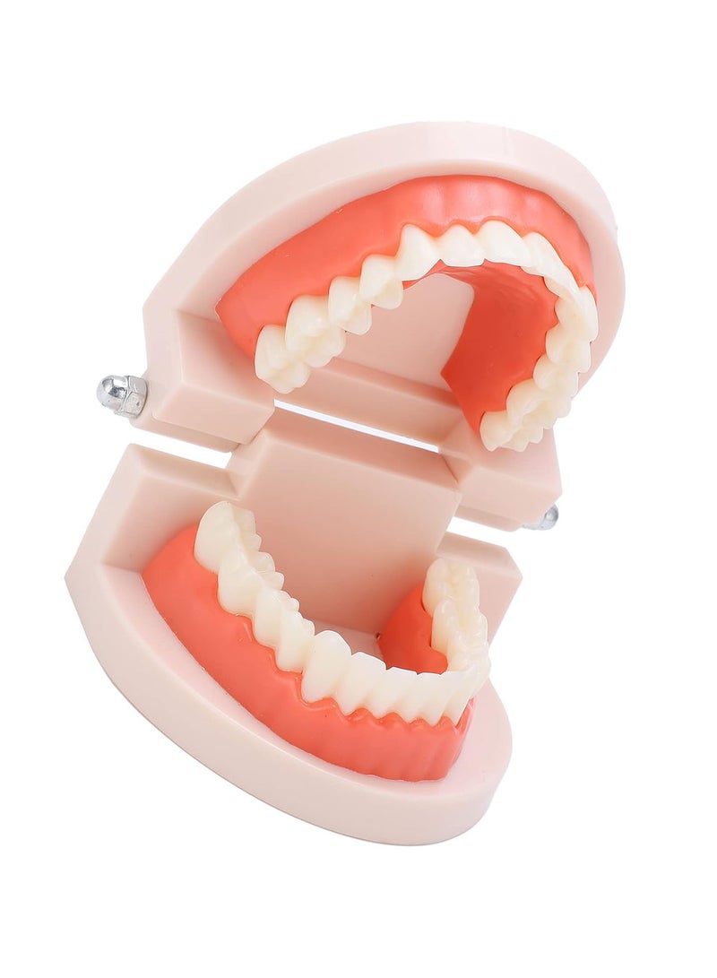 GGOOT Teeth Model, Anti-Yellowing Durable Brush Teaching Model Anti-Oxidation for Hospital for Kindergarten - Image 5