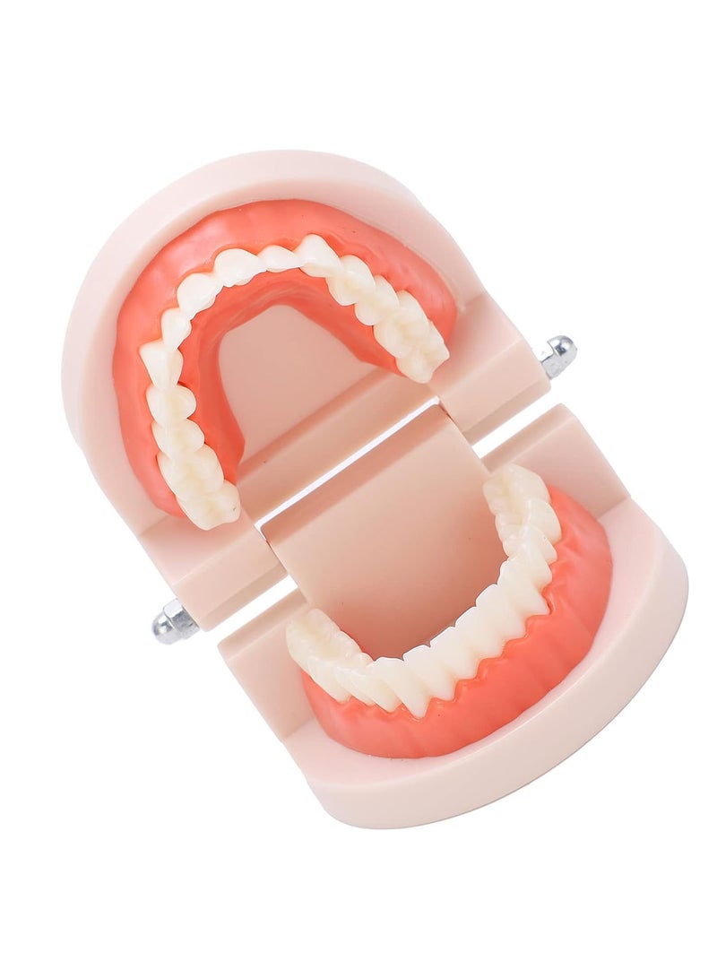 GGOOT Teeth Model, Anti-Yellowing Durable Brush Teaching Model Anti-Oxidation for Hospital for Kindergarten - Image 2